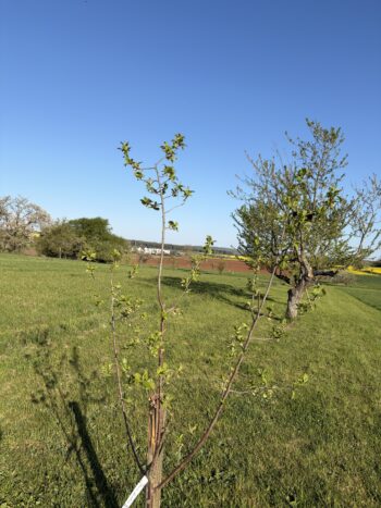 Update - Baumpflanzchallenge