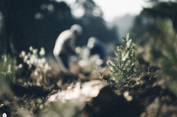 Nachhaltige Forstwirtschaft